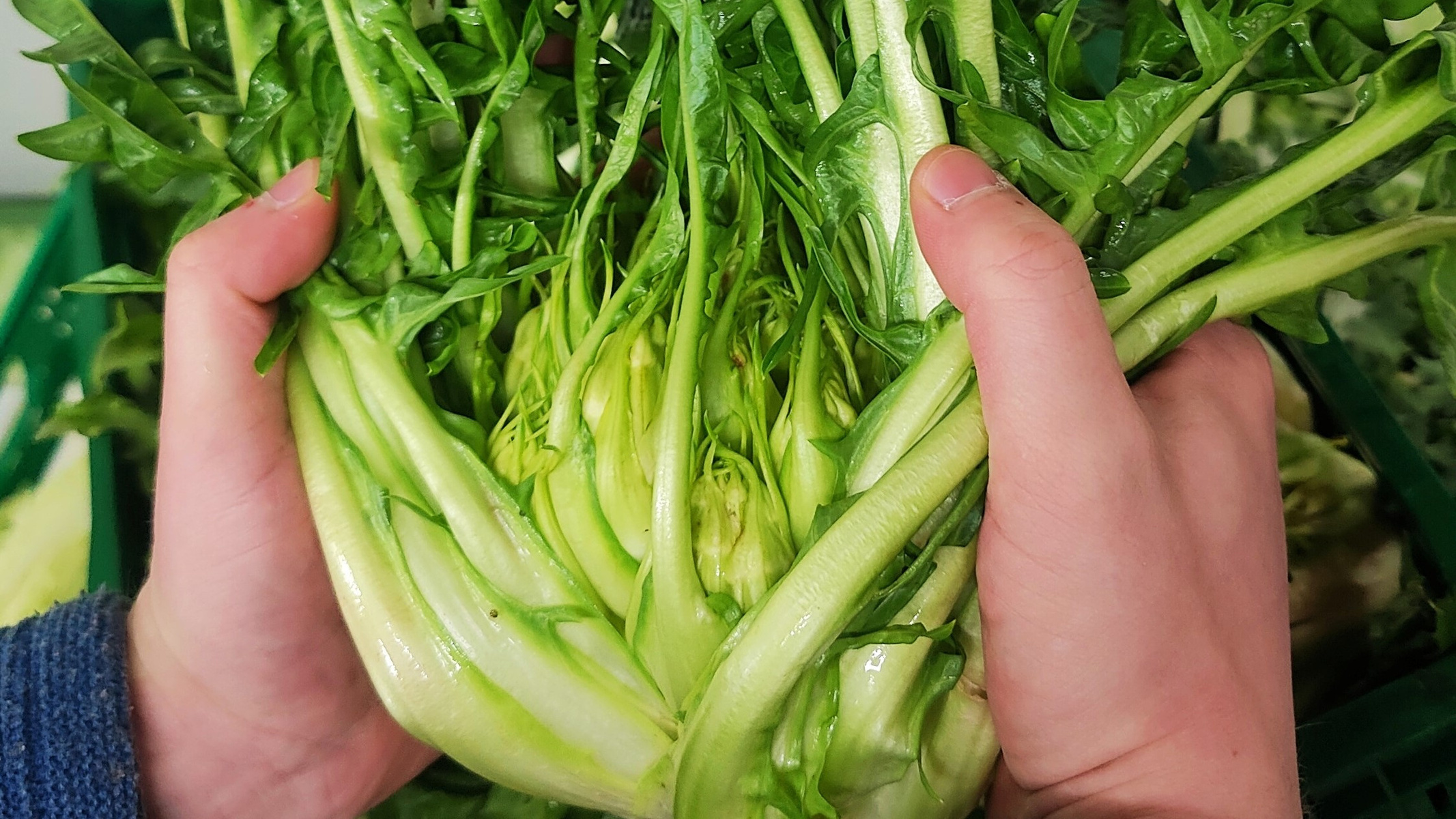 Rezeptbild für Puntarelle alla Romana