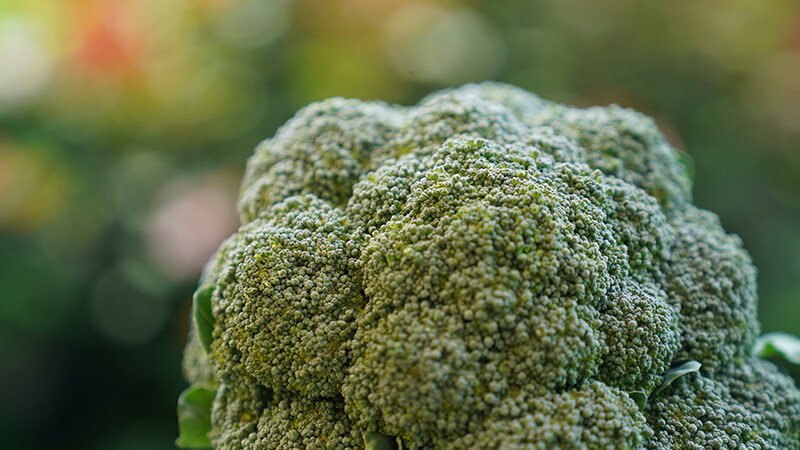 Rezeptbild für Broccoli Nuggets