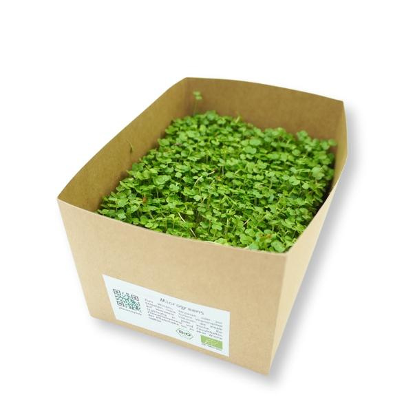 Produktfoto zu Rucola - Microgreens, 30g