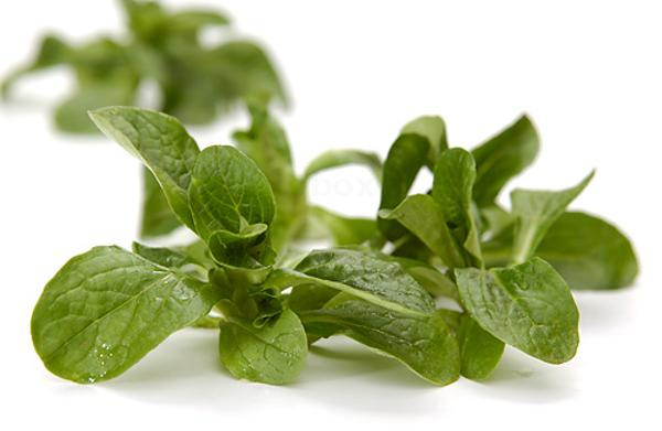 Produktfoto zu Feldsalat