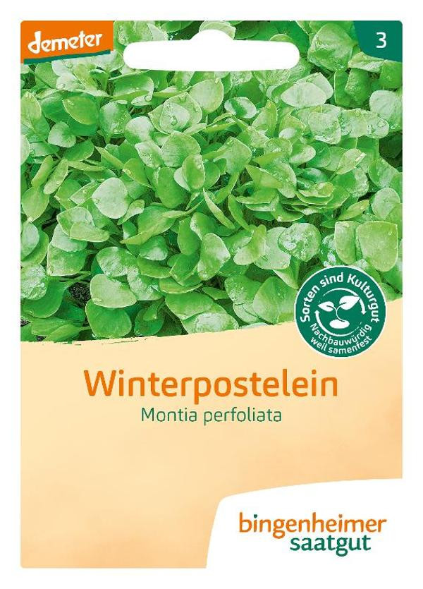 Produktfoto zu Saatgut, Winterpostelein