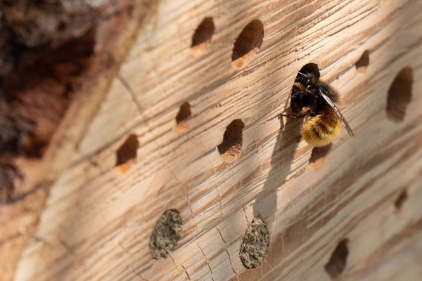 Naturschutz mit Wildbienenhotels und Vogelhäuschen