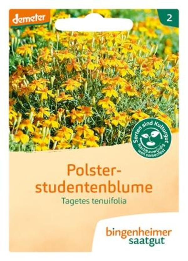 Produktfoto zu Saatgut, Polsterstudentenblume