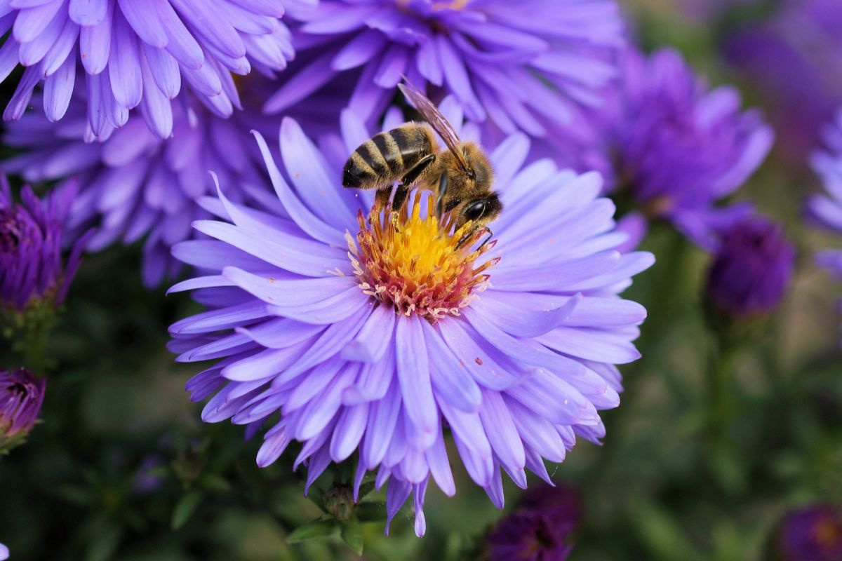 Bienen Paradies