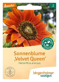 Produktfoto zu Saatgut, Sonnenblume Velvet Queen