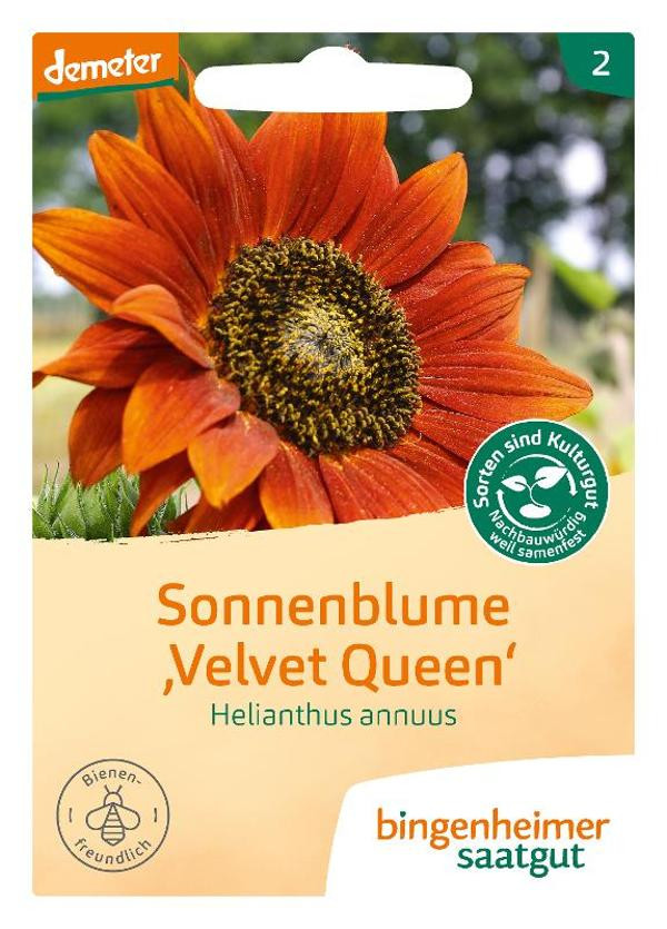 Produktfoto zu Saatgut, Sonnenblume Velvet Queen