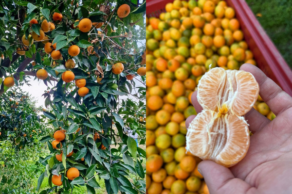 KI generiert: Das Bild zeigt einen Orangenbaum voller reifer Früchte und eine Hand, die eine geschälte Orange hält, vor einer Kiste mit geernteten Orangen. Der Fokus liegt auf der Fruchtproduktion und -ernte.