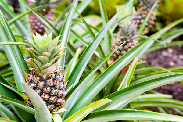 KI generiert: Das Bild zeigt eine Nahaufnahme von Ananasfrüchten, die an der Pflanze wachsen. Die grünen Blätter umgeben die im Wachstum befindlichen Ananas.